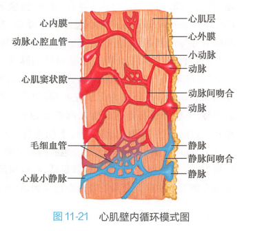 心肌壁内循环