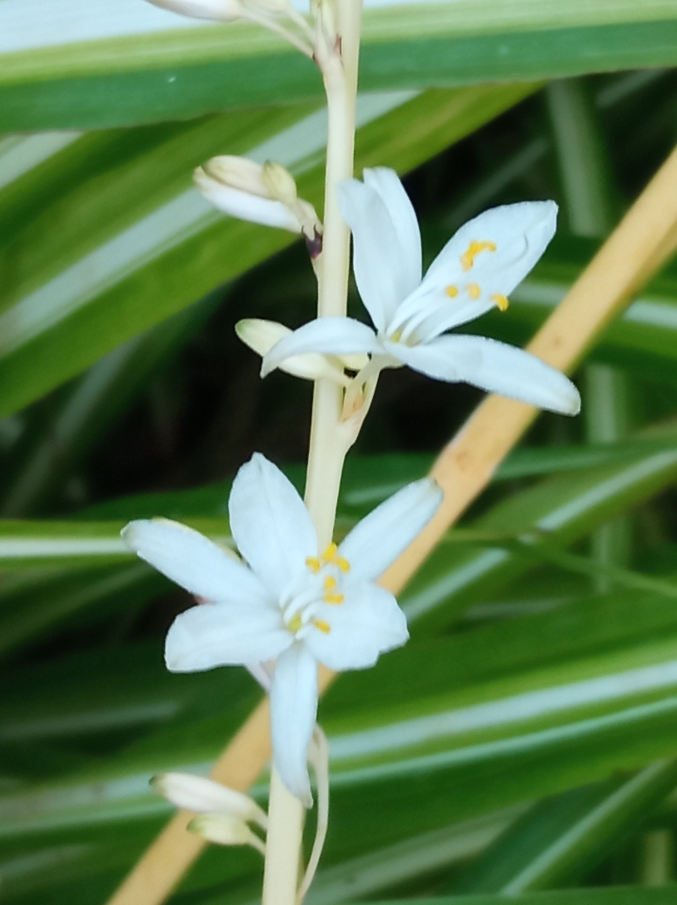吊兰的花