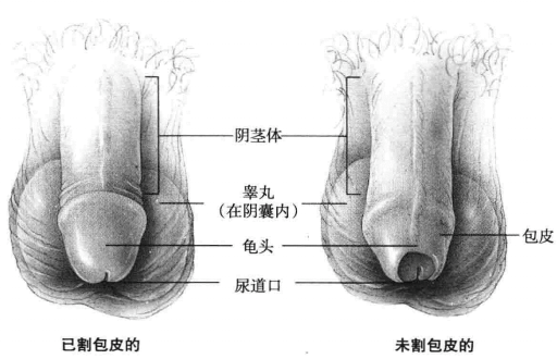 包皮示意图 