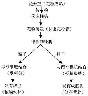 被子植物双受精过程示意