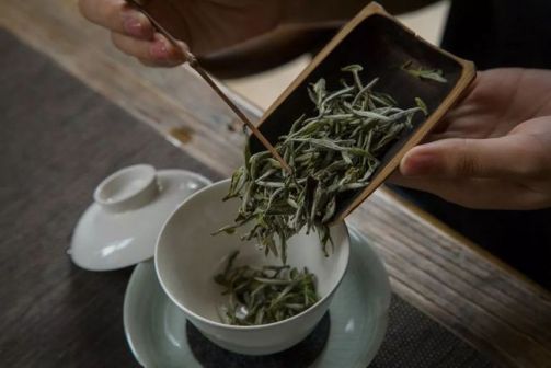 凤凰白茶