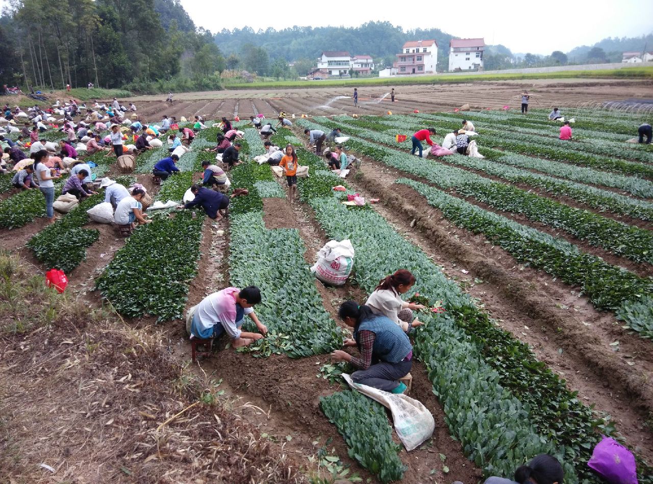 茶农采茶忙
