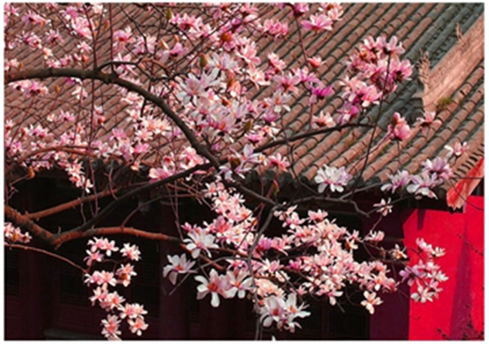 汉中市市花旱莲