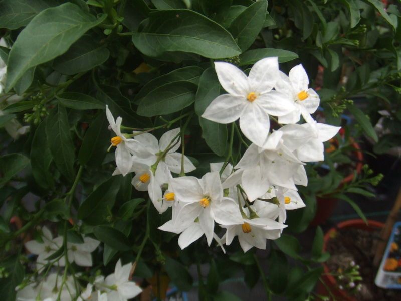 素馨花