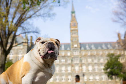 乔治城大学的吉祥物斗牛犬杰克