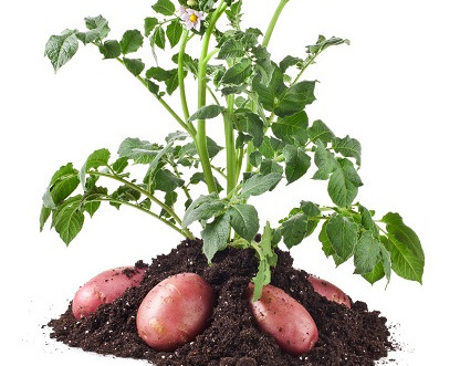 马铃薯植株