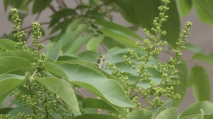 川滇无患子的花
