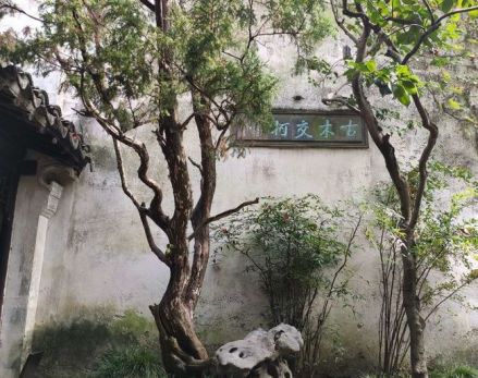 古木交柯