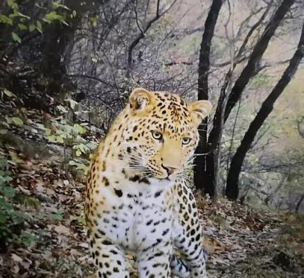 英国BBC野生动物红外相机检测大赛获奖的《山西金钱豹》