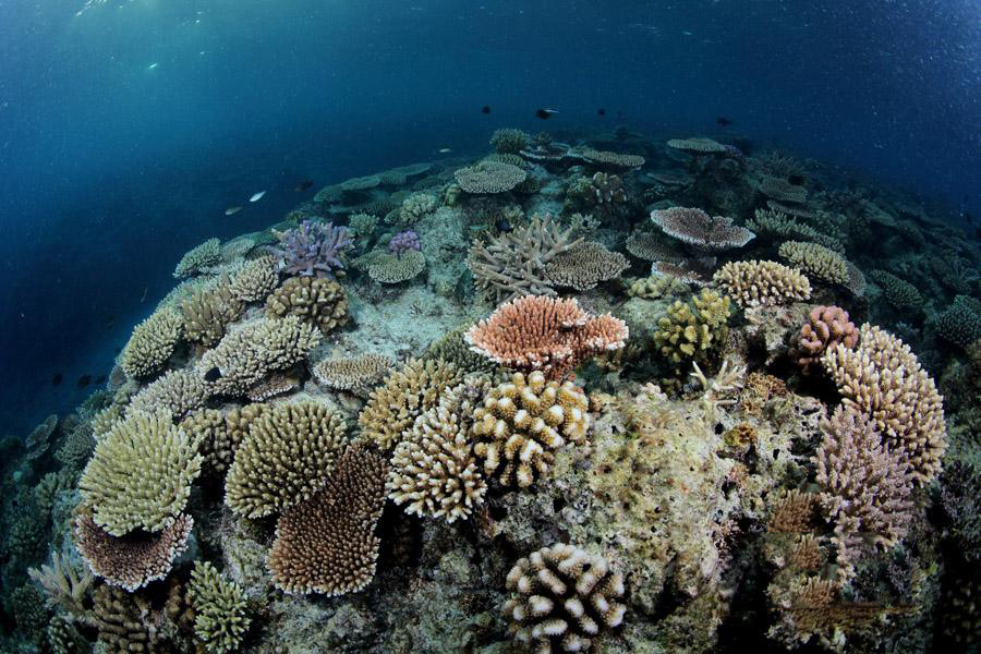 宣德群岛海洋生物