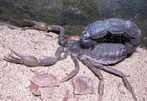 黑粗尾蝎
