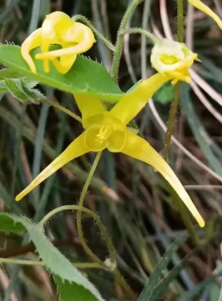时珍淫羊藿