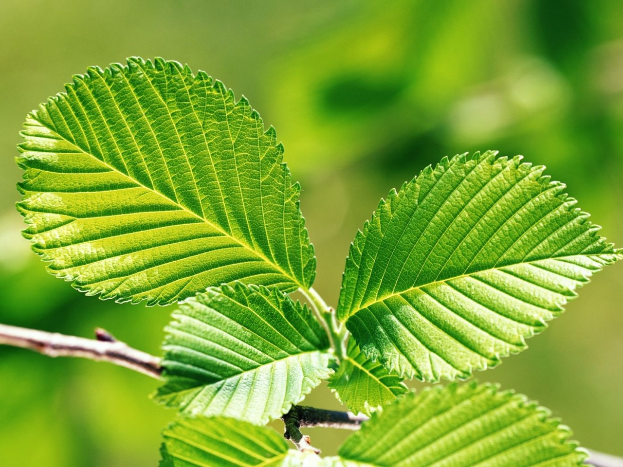 李属植物樱桃的叶片