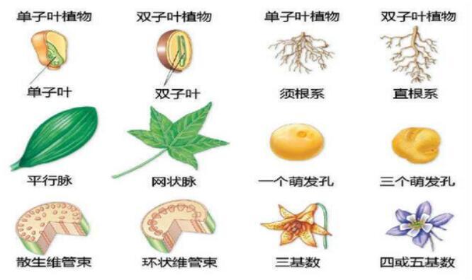 相近物种区别
