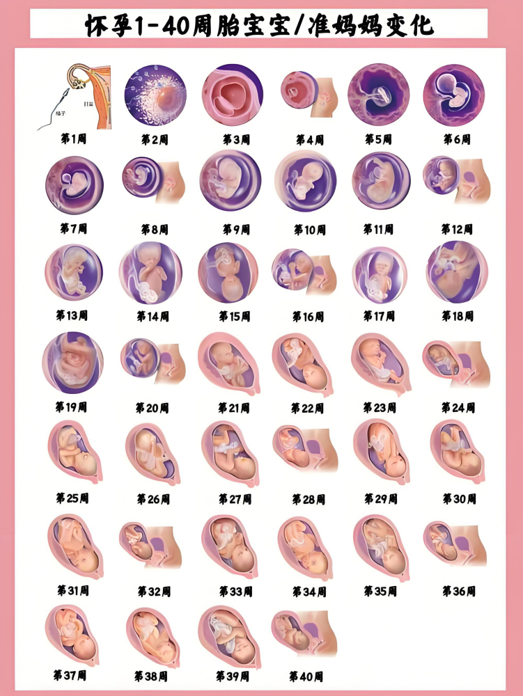 怀孕1-40周胎宝宝、准妈妈变化