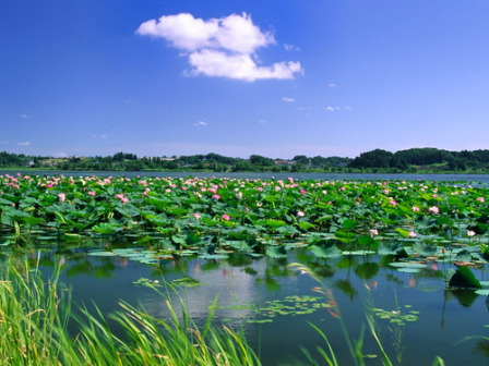 济宁 微山湖生态区