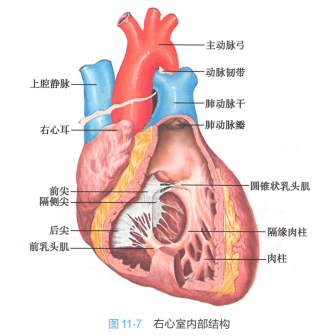 右心室内部结构