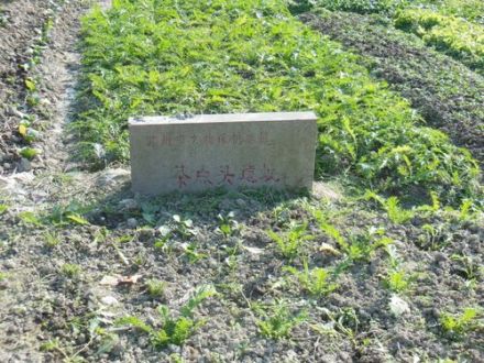 茶店头遗址