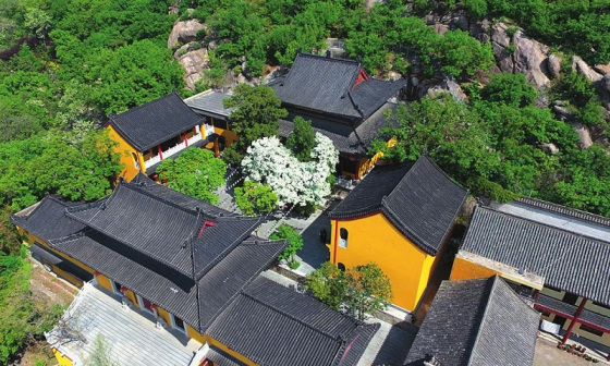 孔望山龙洞庵流苏树