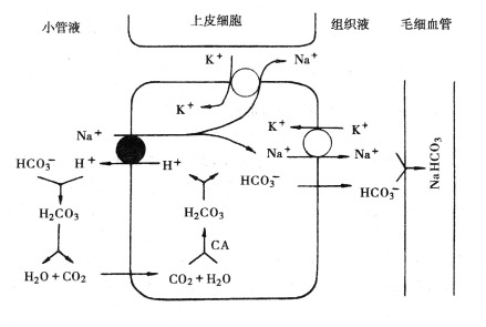 重吸收