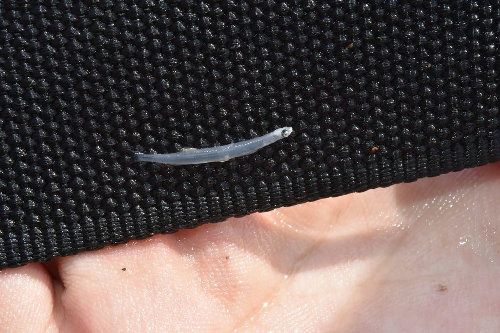 乔氏新银鱼 Neosalanx jordani