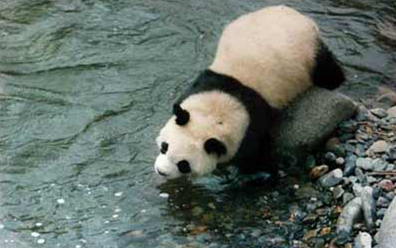 陇南市白水江国家级自然保护区大熊猫