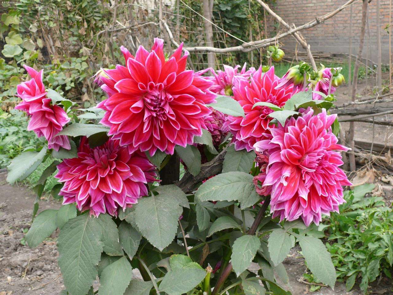 临洮大丽花