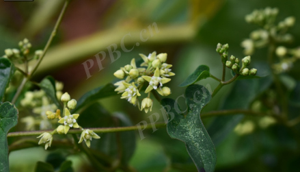 萝藦科鹅绒藤属植物白芍 
