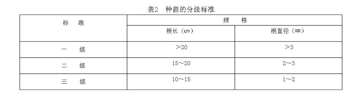 表2种苗的分级标准