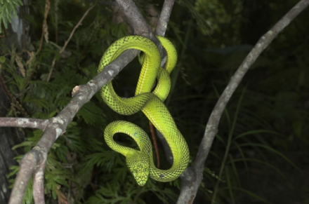 Trimeresurus calamitas 