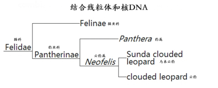 结合线粒体和核DNA