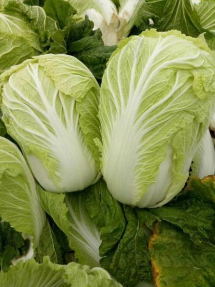 夏邑白菜