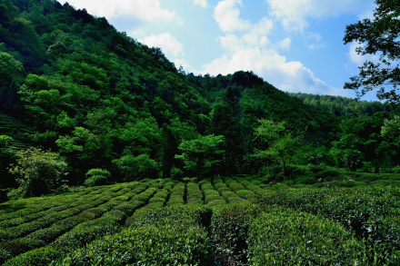文县李子坝茶园