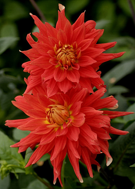 大丽花