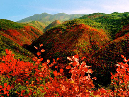 仲山生态森林公园