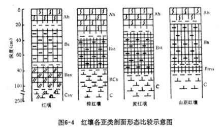 红壤