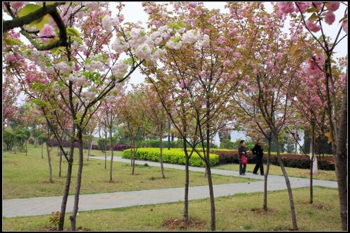 大坝公园的樱花