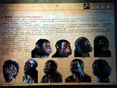 人类起源展厅