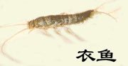 衣鱼
