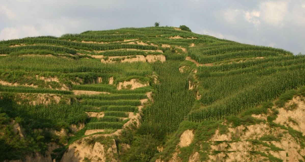 吕梁山区的梯田“挂地”