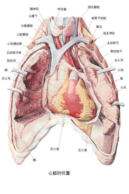 心脏的位置