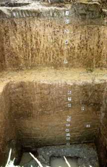 八十垱T43