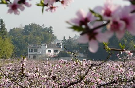 桃花节