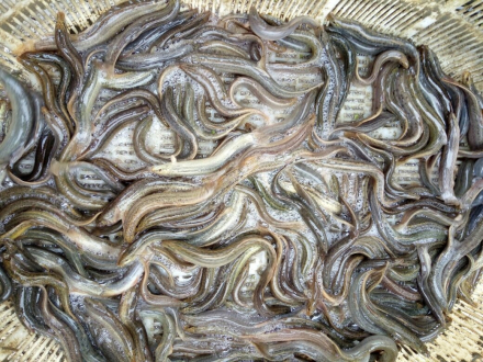 大鳞副泥鳅