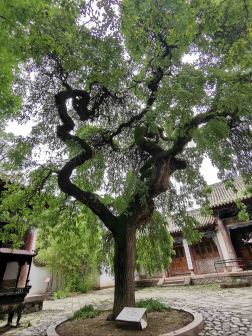 龙爪槐