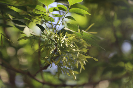 白蜡树