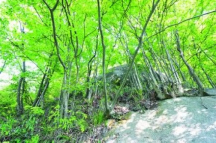 银缕梅