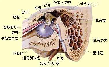 里耳的介绍