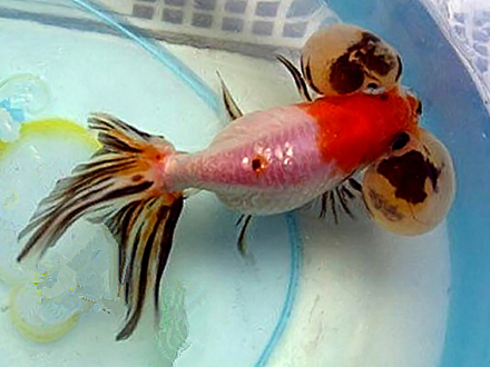 高头花水泡眼