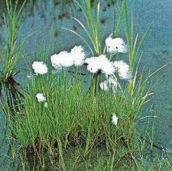 羊胡子草属（Eriophorum）的棉草